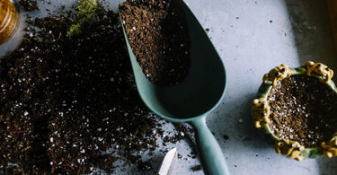 Get The Kids Gardening | Easy Gardening Projects to do Indoors