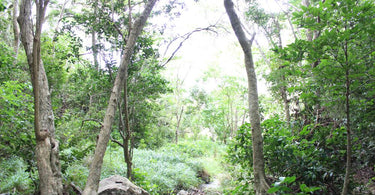 World Nature Conservation Day | How You Can Help