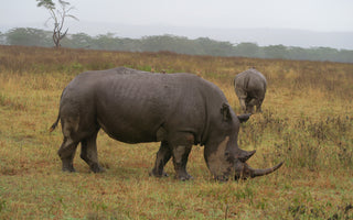 Top 5 Must-See Animals on Your Kenyan Safari