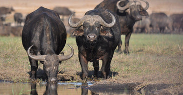 Year Of The Ox | Endangered Asian Wild Cattle