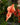 Decorative orange ornament on a Christmas wreath with green leaves and red berries.