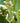 Wood Hanging Birds Mobile 'Natural'-Mobile-AARVEN
