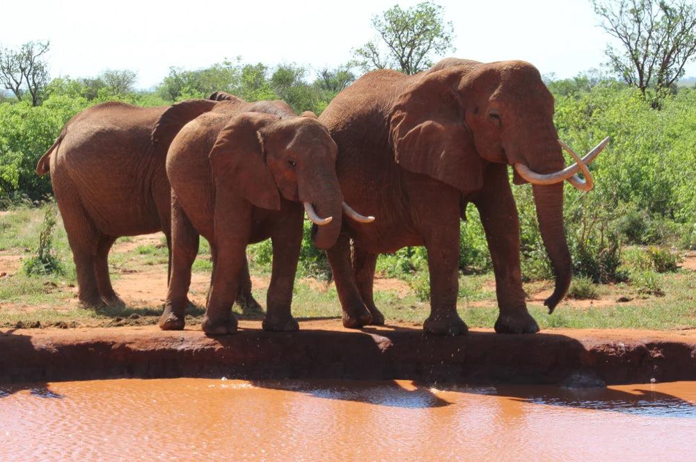 How to Help Endangered Elephants | Elephant Appreciation Day – AARVEN