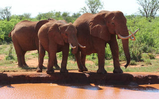 How to Help Endangered Elephants | Elephant Appreciation Day