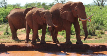 How to Help Endangered Elephants | Elephant Appreciation Day