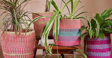 How to Plant in a Woven Basket | Houseplant Care