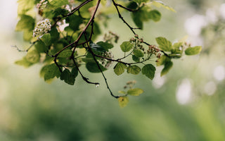 World Environment Day and Facts About the UK's Native Species