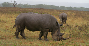 Top 5 Must-See Animals on Your Kenyan Safari