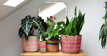 Styling Houseplants | #HouseplantWeekUK