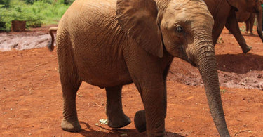 World Elephant Day | How You Can Help
