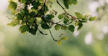 World Environment Day and Facts About the UK's Native Species