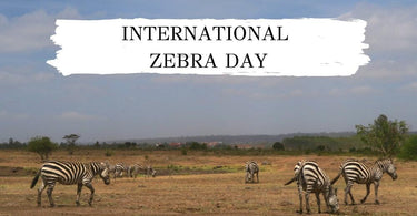 International Zebra Day | Protecting the Grevy's Zebra