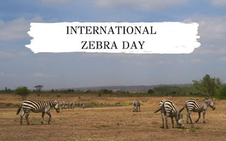 International Zebra Day | Protecting the Grevy's Zebra