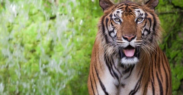 Year of the Tiger | The Endangered South China Tiger