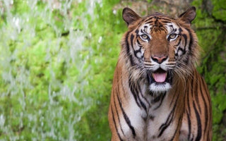 Year of the Tiger | The Endangered South China Tiger