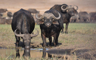 Year Of The Ox | Endangered Asian Wild Cattle