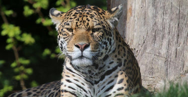 Natalie Visits The Big Cat Sanctuary Kent
