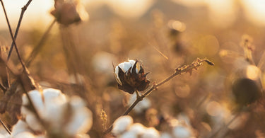 Why Organic Cotton Matters | Celebrating AARVEN’s Textiles for Organic September
