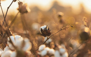 Why Organic Cotton Matters | Celebrating AARVEN’s Textiles for Organic September