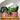 The Houseplant Collection