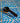 African Blackwood Flat Base Coffee Spoon