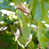 Wood Hanging Birds Mobile 'Natural'-Mobile-AARVEN