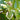 Wood Hanging Birds Mobile 'Natural'-Mobile-AARVEN