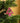 Zimbabwean Beaded Tree Decoration 'Trees'-Decoration-AARVEN